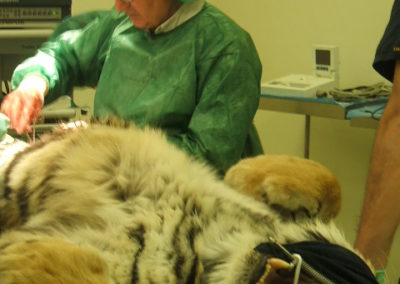 Tigre Calcutta – Laparatomia per Neoplasia addominale