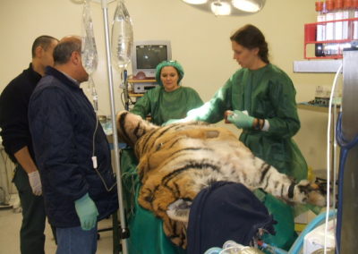 Tiziana prepara la tigre per l’intervento